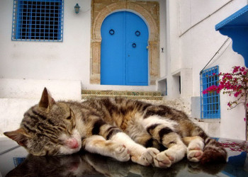 Житель Северного Туниса. Фото 10 – фотографии Туниса