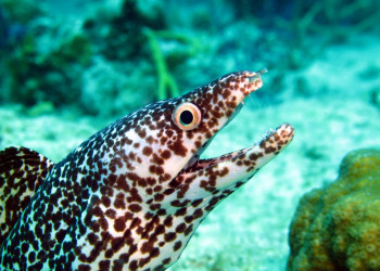 Тёркс и Кайкос, фото № 4089 – фотографии Тёркс и Кайкос