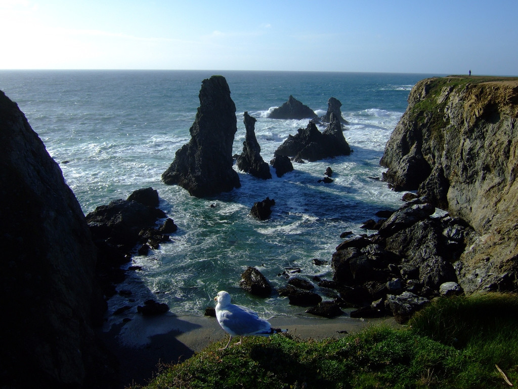 Птица на берегу в Бель-Иль, Франция. Фото 3 – фотографии Франции