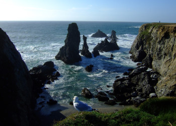 Птица на берегу в Бель-Иль, Франция. Фото 3 – фотографии Франции