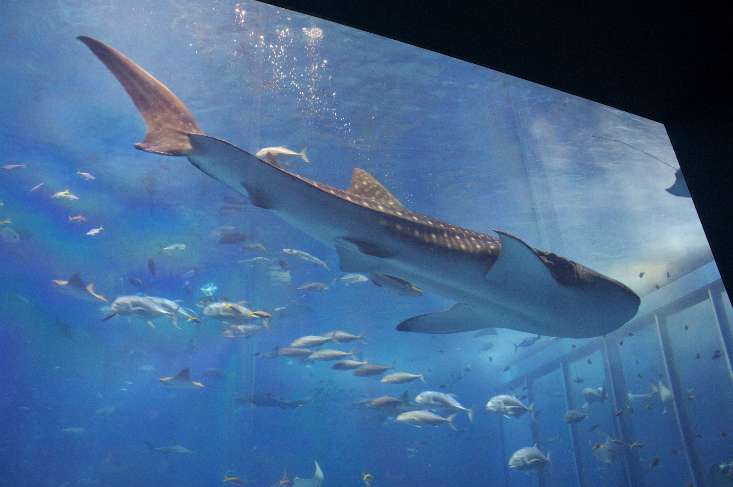 Гигантский аквариум в Окинаве – фотографии Японии