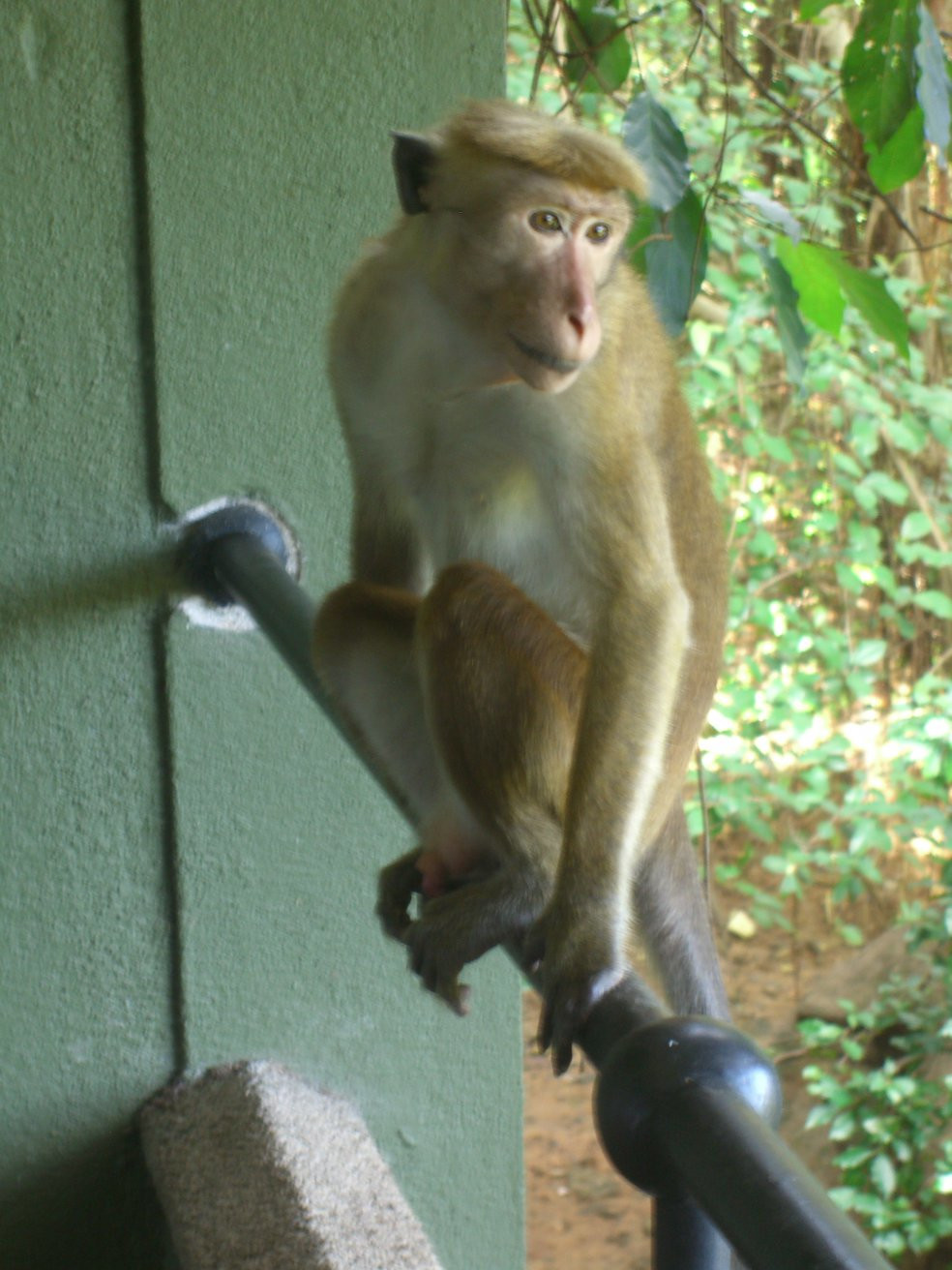 Кандалама, Шри-Ланка, фото № 51293 – фотографии Шри-Ланки
