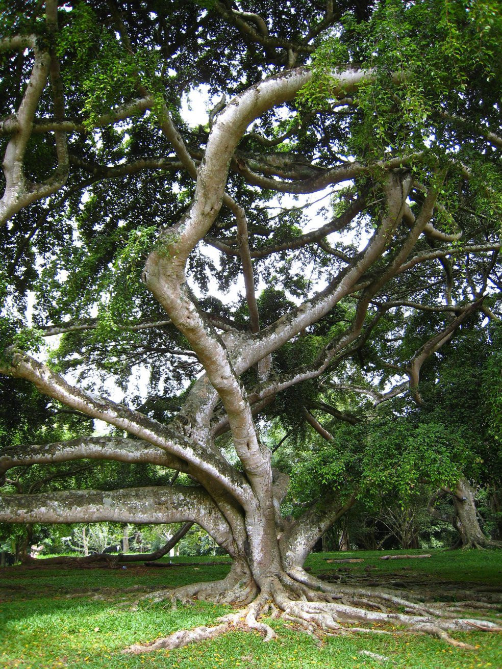 Канди, Шри-Ланка, фото № 51408 – фотографии Шри-Ланки