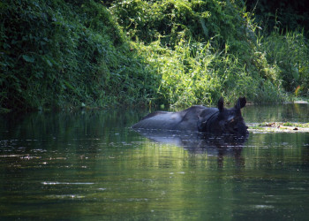 Бегемот – фотографии Непала