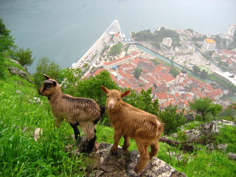 Животные в Которе, Черногория. Фото 2 – фотографии Черногории