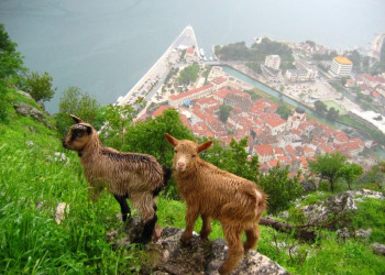 Животные в Которе, Черногория. Фото 2 – фотографии Черногории