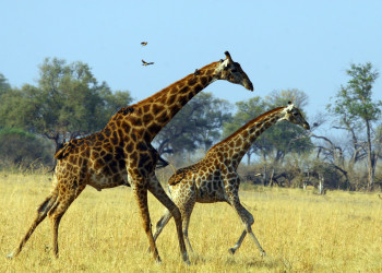 Зимбабве. Фото 6 – фотографии Зимбабве