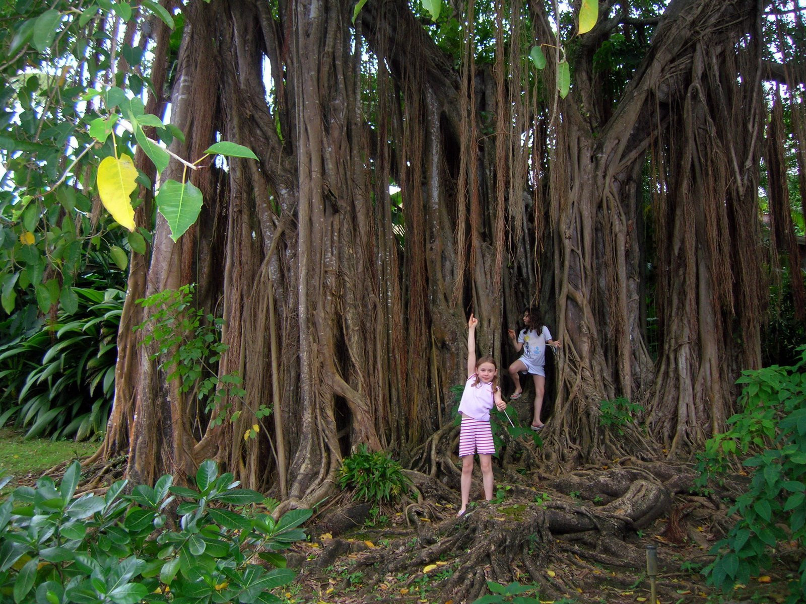 Гваделупа, фото № 3565 – фотографии Гваделупы