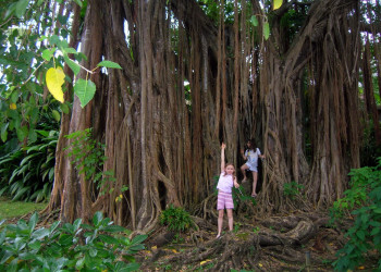 Гваделупа, фото № 3565 – фотографии Гваделупы