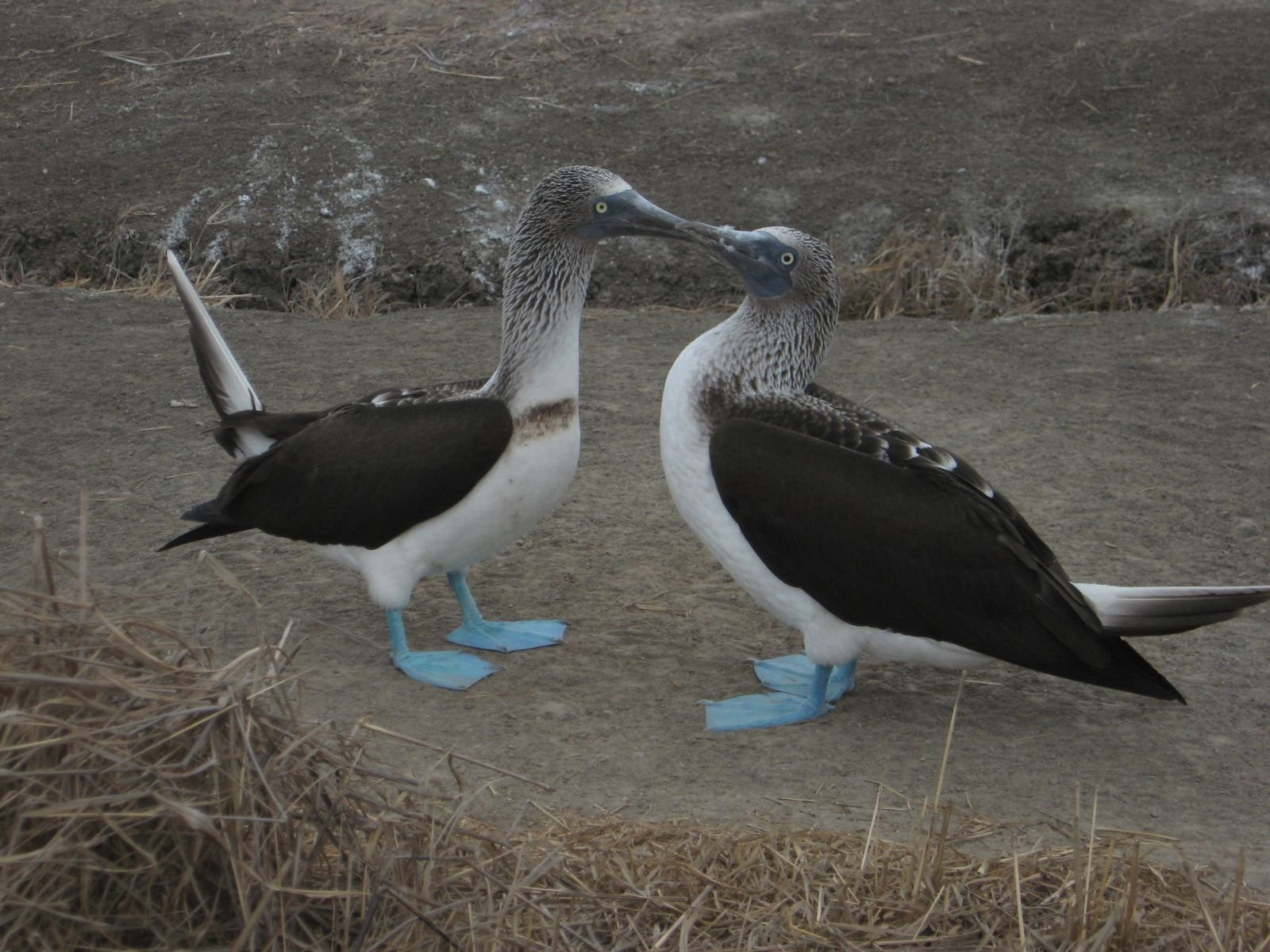 Пуэрто Лопес, Побережье регион, Эквадор, фото № 63520 – фотографии Эквадора
