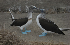 Пуэрто Лопес, Побережье регион, Эквадор, фото № 63520 – фотографии Эквадора