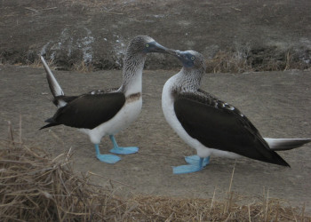 Пуэрто Лопес, Побережье регион, Эквадор, фото № 63520 – фотографии Эквадора