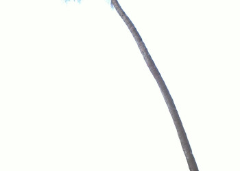 Гоа – фотографии Индии