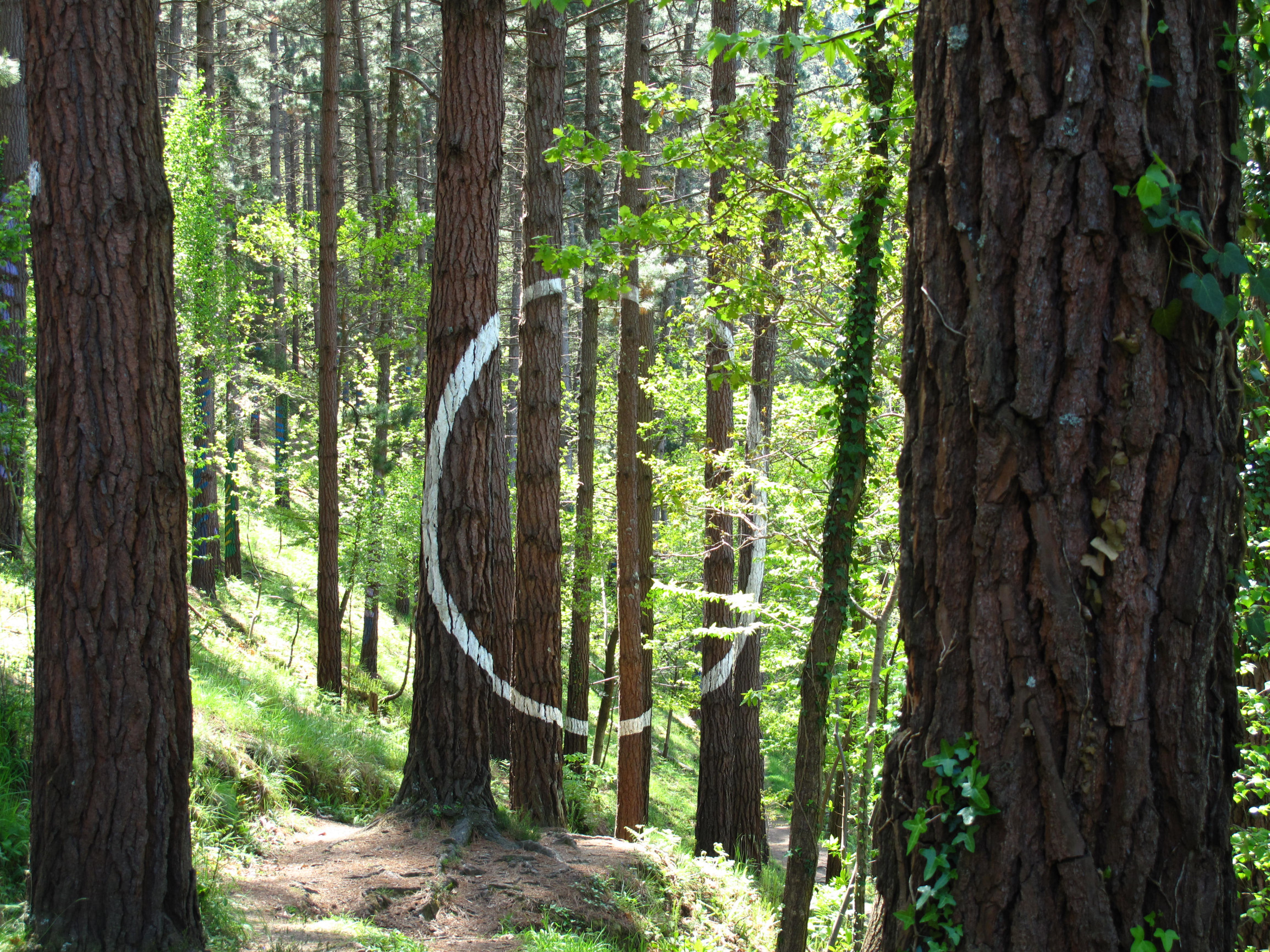 Живой лес Ома (The Painted Forest of Oma) в Стране Басков, Испания – фотографии Испании