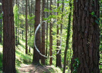 Живой лес Ома (The Painted Forest of Oma) в Стране Басков, Испания – фотографии Испании