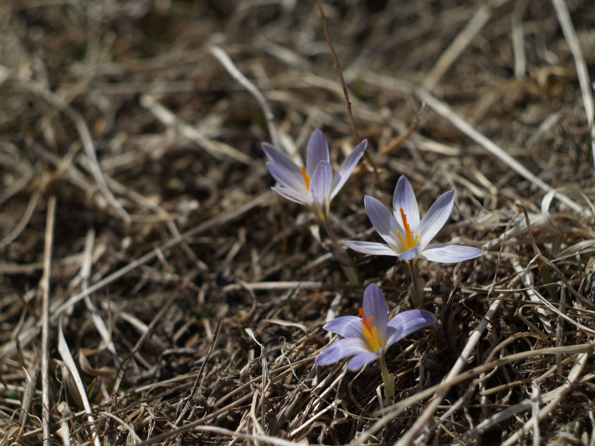 Чегем начало апреля – фотографии России