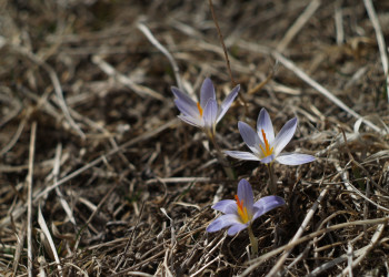 Чегем начало апреля – фотографии России