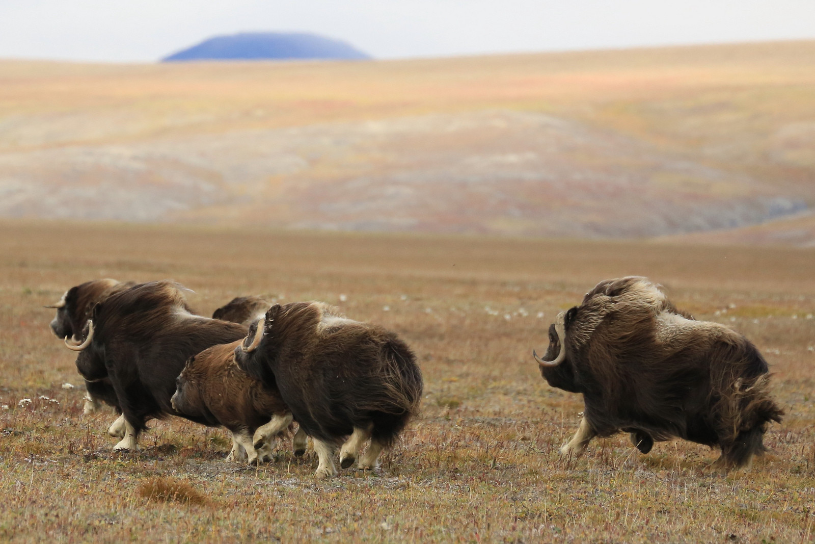 Овцебык на острове врангеля Овцебык на острове врангеля
