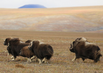 Овцебыки на острове Врангеля – фотографии России