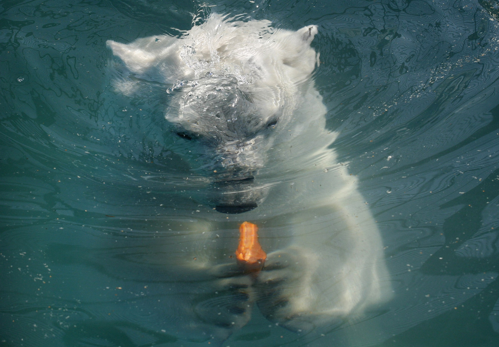 Белый медведь в воде у острова Врангеля. Фото 1 – фотографии России
