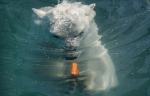 Белый медведь в воде у острова Врангеля. Фото 1 – фотографии России
