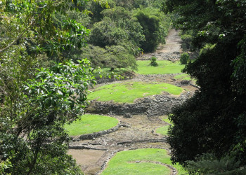 Гуаябо, Картаго провинция, Коста-Рика, фото № 39162 – фотографии Коста-Рики