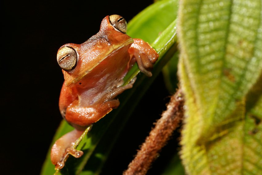 Французская Гвиана, фото № 2095 – фотографии Французской Гвианы