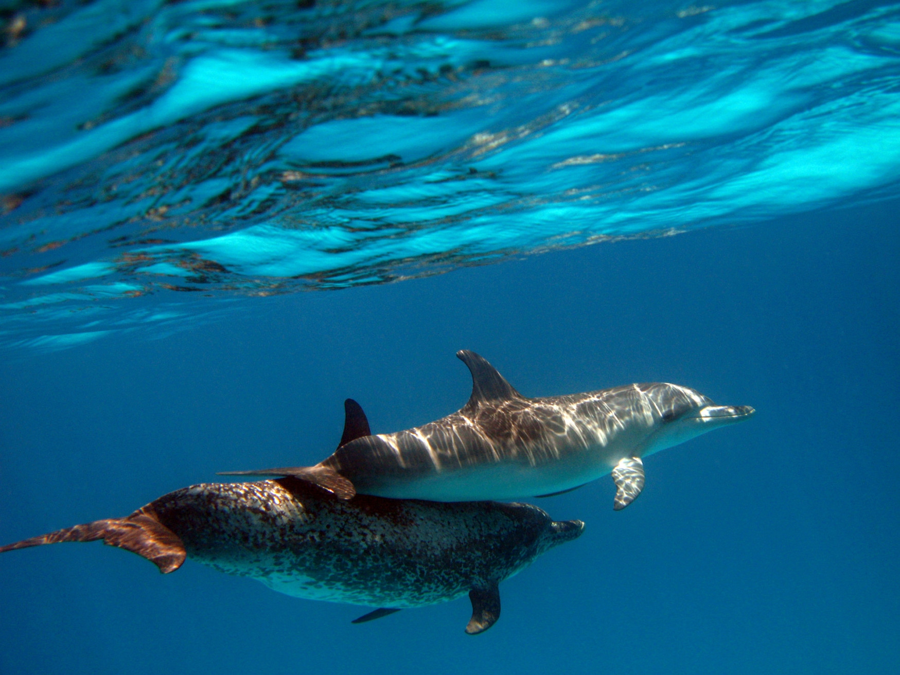 Подводный мир в Бимини, Багамские острова. Фото 5 – фотографии Багамских островов