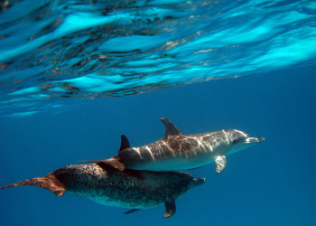 Подводный мир в Бимини, Багамские острова. Фото 5 – фотографии Багамских островов