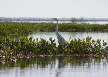 Пантанал, Бразилия, фото № 59770 – фотографии Бразилии