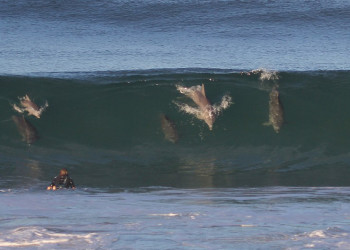 Дельфиний серфинг в Байрон-Бей – фотографии Австралии