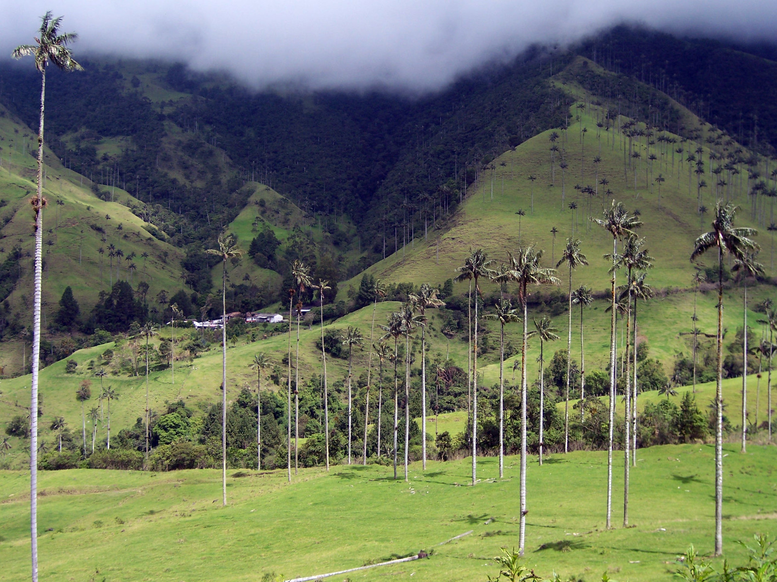 Долина Кокора. Фото 5 – фотографии Колумбии