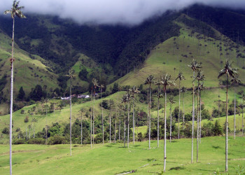 Долина Кокора. Фото 5 – фотографии Колумбии