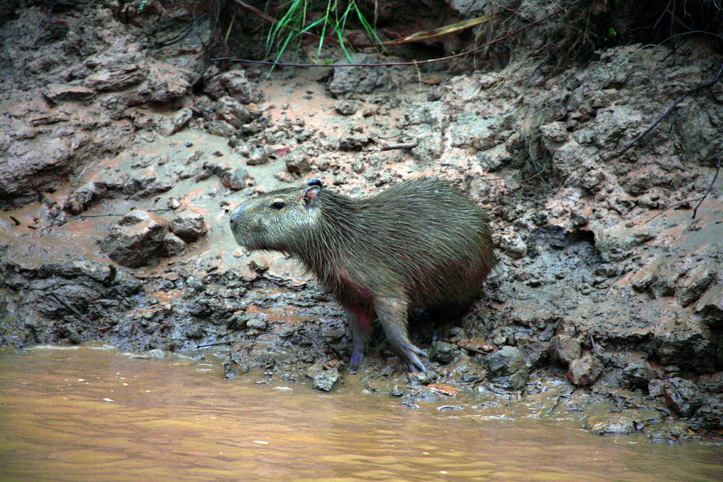 Заповедник Тамбопата (Tambopata National Reserve) – фотографии Перу