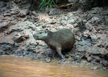 Заповедник Тамбопата (Tambopata National Reserve) – фотографии Перу