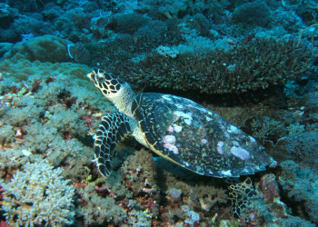 Черепаха в водах Палау – фотографии Палау