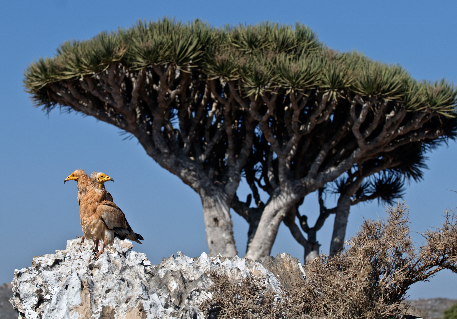 Остров Сокотра (Socotra), Йемен. Фото 4 – фотографии Йемена