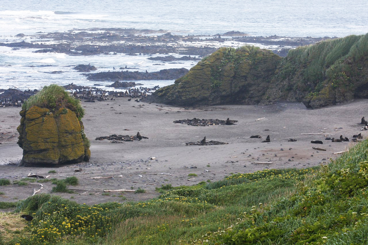 Командорский заповедник, Россия. Фото 14 – фотографии России