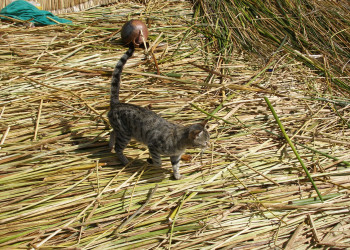 Кошка в деревне Урос – фотографии Перу