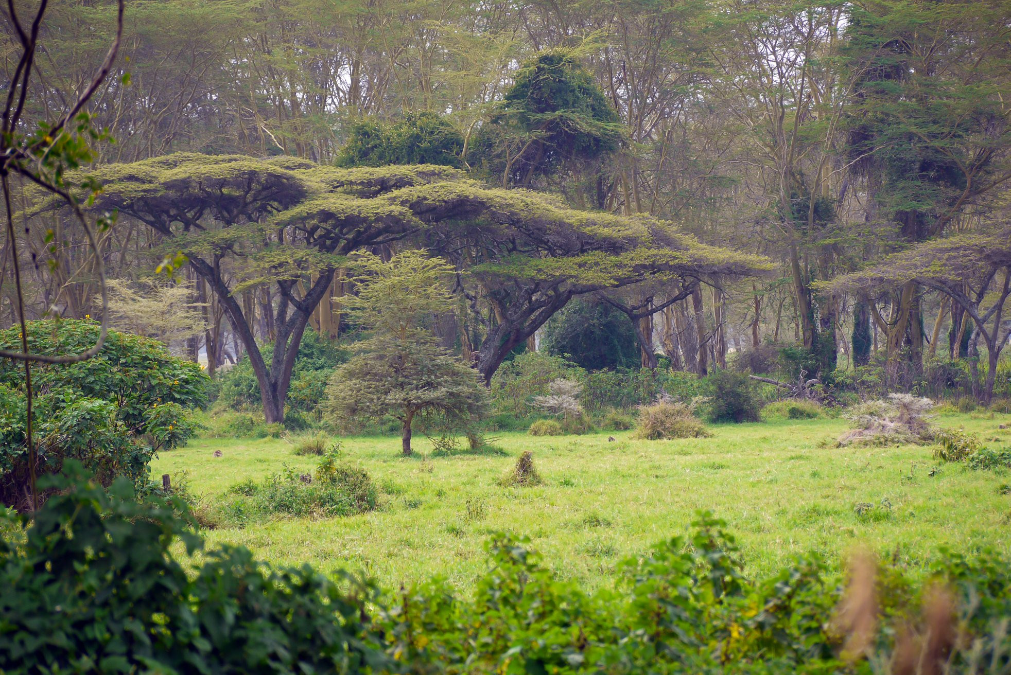 Накуру Озеро Национальный Парк, Кения, фото № 78563 – фотографии Кении