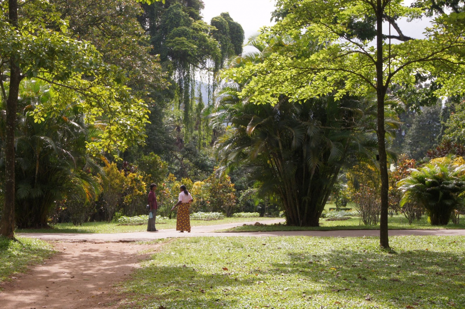 Ботанический сад в Канди, Шри-Ланка. Фото 8 – фотографии Шри-Ланки