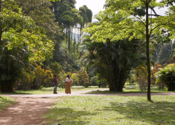 Ботанический сад в Канди, Шри-Ланка. Фото 8 – фотографии Шри-Ланки