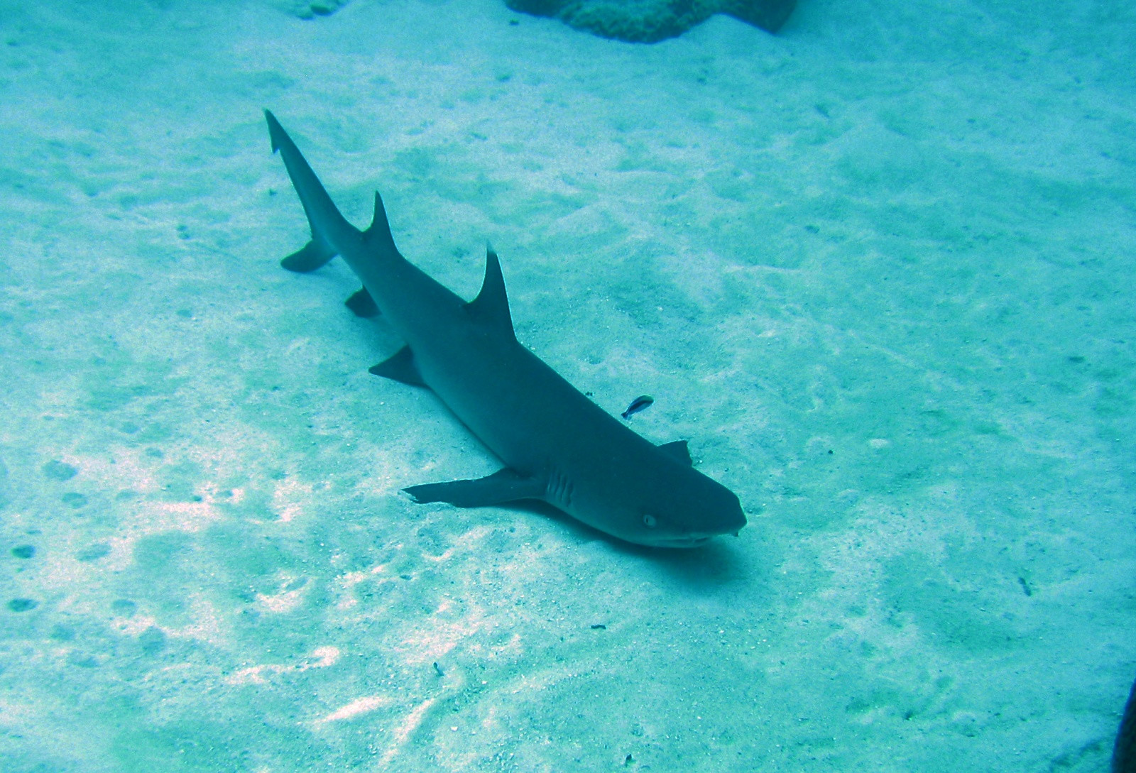 Акула в Палау – фотографии Палау