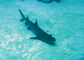 Акула в Палау – фотографии Палау