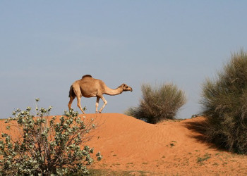 Рас-аль-Хайма, ОАЭ, фото № 61065 – фотографии ОАЭ