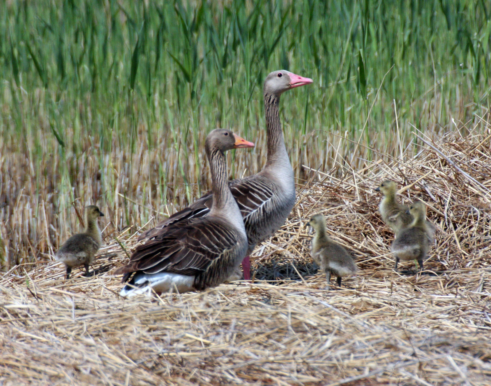 Утиная семья в национальном парке Нойзидлерзе-Зевинкель – фотографии Австрии