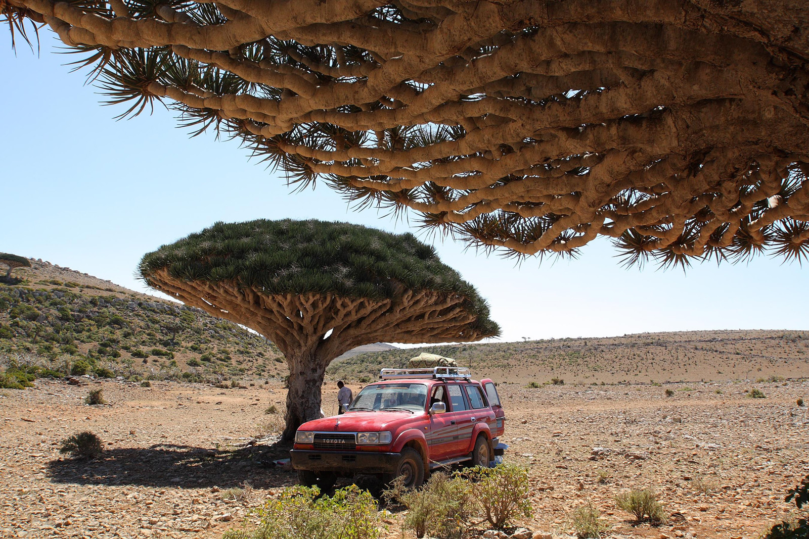 Грибовидные деревья на Сокотре – фотографии Йемена