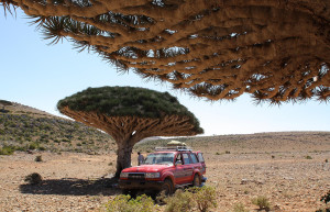 Грибовидные деревья на Сокотре – фотографии Йемена