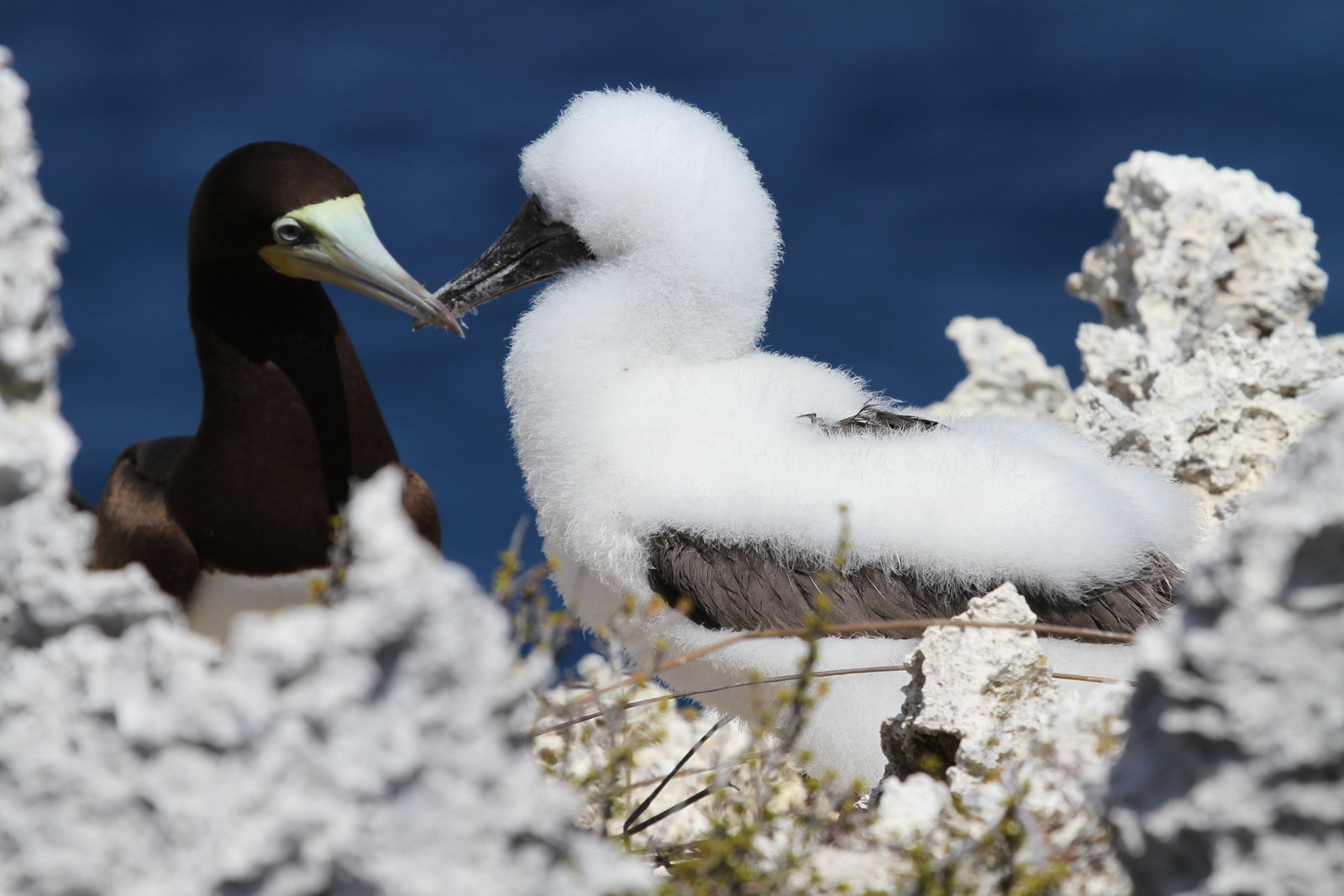 Птицы на Кайман-Брак, Каймановы острова – фотографии Каймановых островов