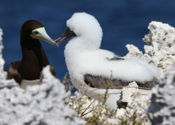 Птицы на Кайман-Брак, Каймановы острова – фотографии Каймановых островов